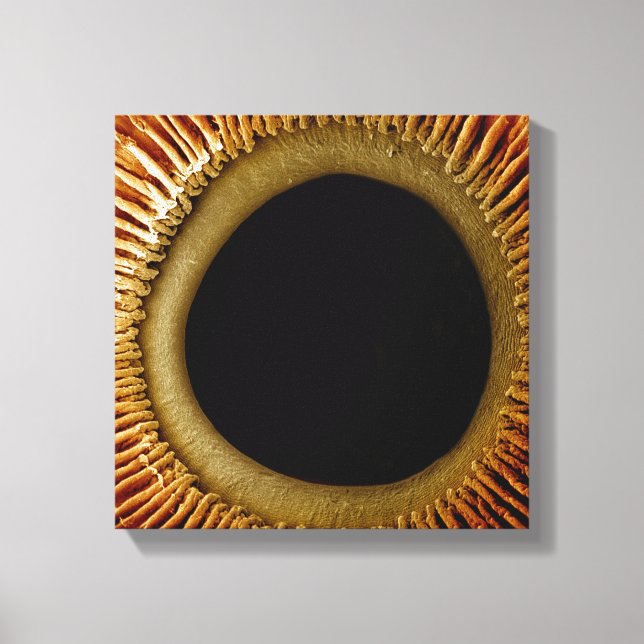 Lienzo Vista de la superficie interior del iris (Anverso)