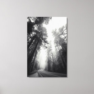 Lienzo Vista de los árboles de la secoya en bosque