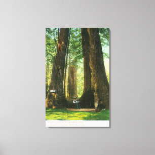 Lienzo Vista de los gemelos Redwood en Big Tree Grove