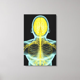 Lienzo Vista de los nervios en el cuerpo superior desde