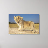 Vista del cachorro de león (Panthera leo), mirando