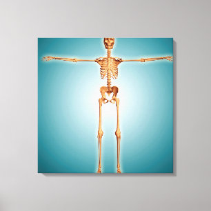 Lienzo Vista delantera del sistema esquelético humano