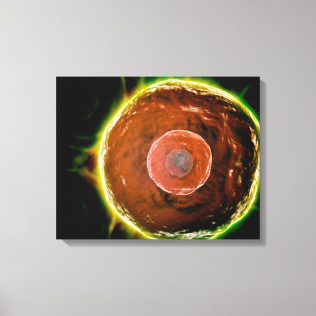Lienzo Vista Microscópica De Células B Humanas 2 (Anverso)