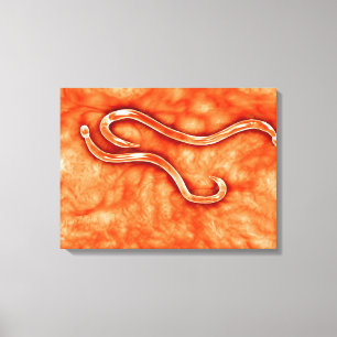 Lienzo Vista Microscópica De Hookworm 2