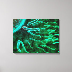 Lienzo Vista microscópica de la natación de la esperma