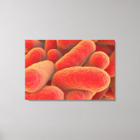 Vista Microscópica De Las Bacterias 4