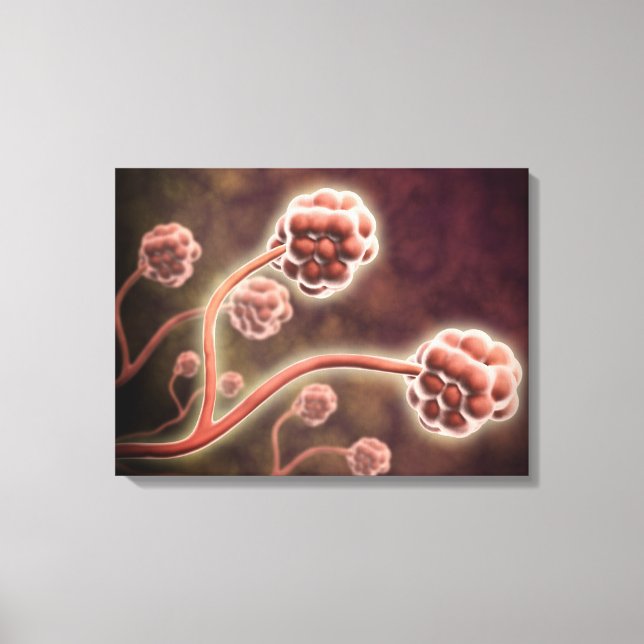 Lienzo Vista Microscópica De Stachybotrys Chartarum (Anverso)