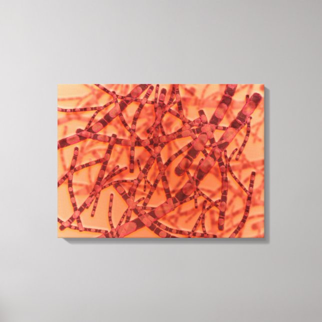 Lienzo Vista Microscópica Del Antrax 3 (Anverso)