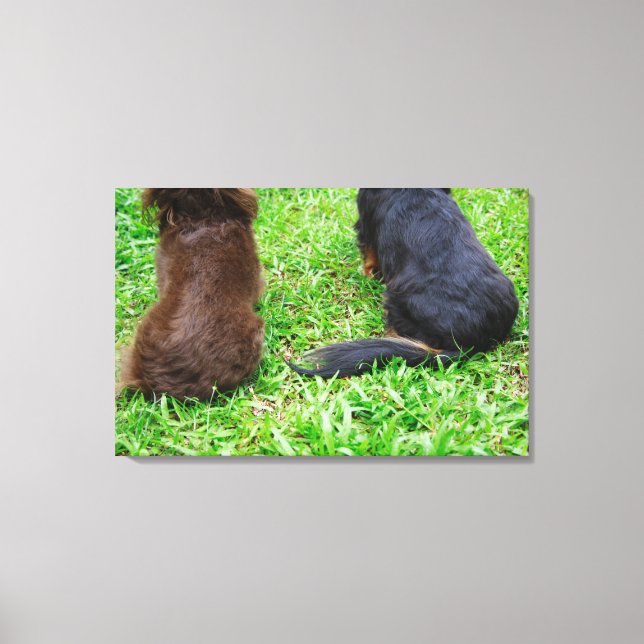 Lienzo Vista trasera de dos perros Dachshund (Anverso)