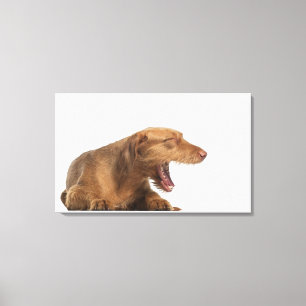 Lienzo Vizsla que bosteza delante de la tierra de la
