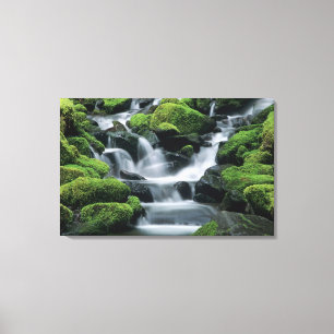 Lienzo WA, Parque Nacional Olympic, Valle de Sol Duc, arr