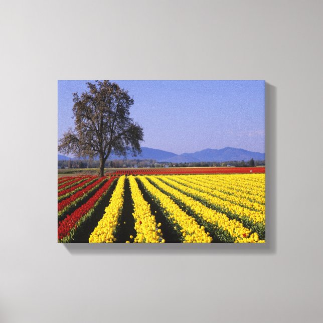 Lienzo WA, Skagit Valley, Skagit Valley Tulip (Anverso)