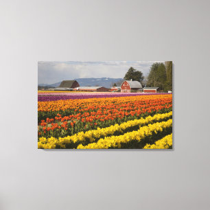 Lienzo WA, Skagit Valley, Tulipanes en flor, en