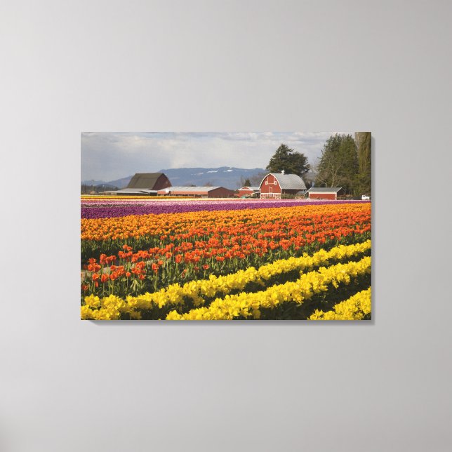 Lienzo WA, Valle de Skagit, Campos de tulipanes en flor,  (Anverso)