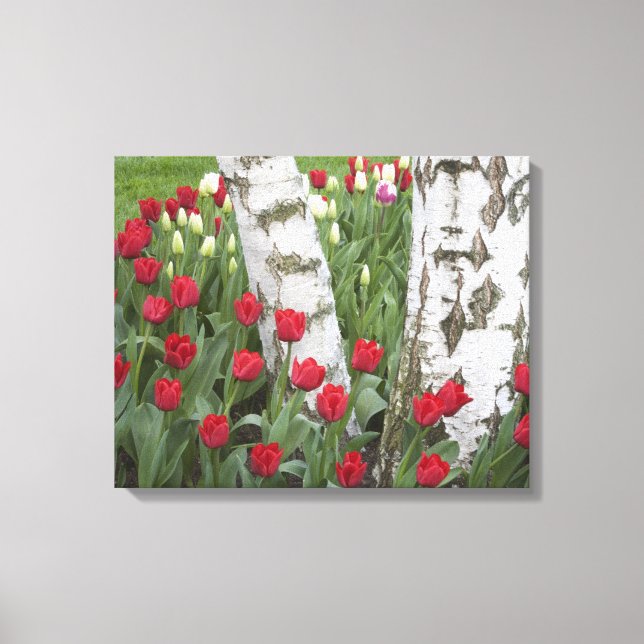 Lienzo WA, Valle de Skagit, Jardín de Tulipanes Roozengaa (Anverso)