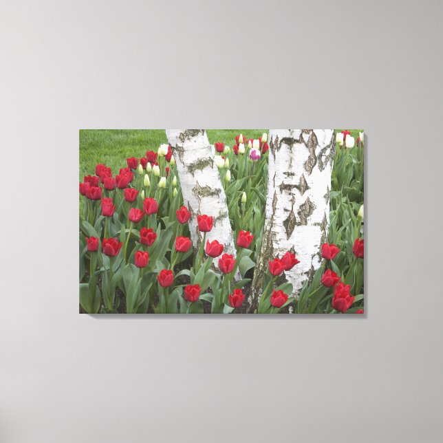 Lienzo WA, Valle de Skagit, Jardín de Tulipanes Roozengaa (Anverso)