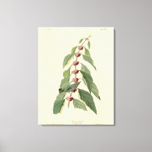 Lienzo Warbler azul-verde de los pájaros de América de Au