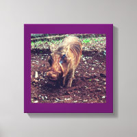 Warthog en Kenia