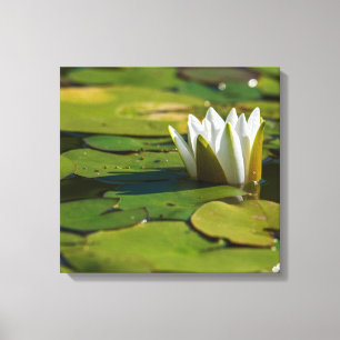 Lienzo Water Lily Blossom