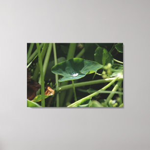 Lienzo Waterdrop on Leaf BotanWall Art, imagen de la natu