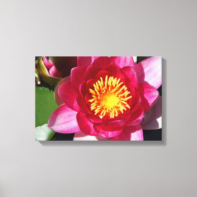 Lienzo WaterLily CloseUp (Anverso)