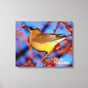 Lienzo Waxwing de cedro