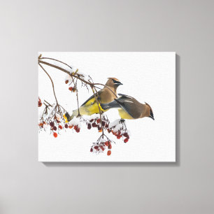 Lienzo Waxwings de cedro