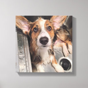 Lienzo Wed Baby Corgi Puppy