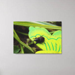 Lienzo Weevil, escarabajos, Curculionoidea, Bug