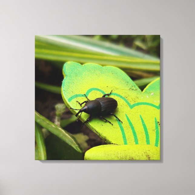 Lienzo Weevil, escarabajos, Curculionoidea, Bug (Anverso)