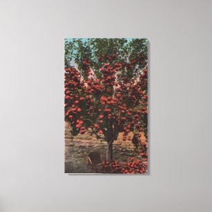 Lienzo Wenatchee, manzano del valle de WAA Wenatchee