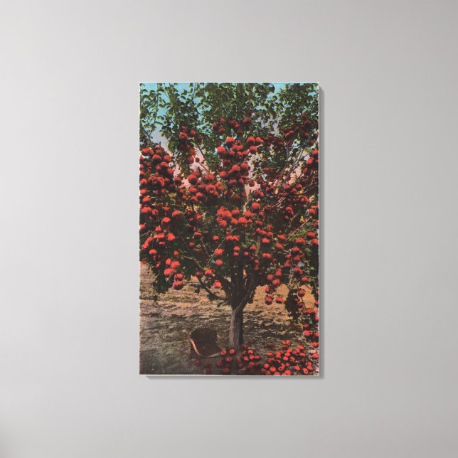 Lienzo Wenatchee, WAA Wenatchee Valley Apple Tree (Anverso)