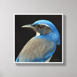 Lienzo Western Scrub Jay
