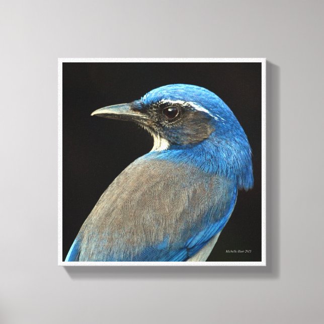 Lienzo Western Scrub Jay (Anverso)