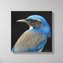 Lienzo Western Scrub Jay