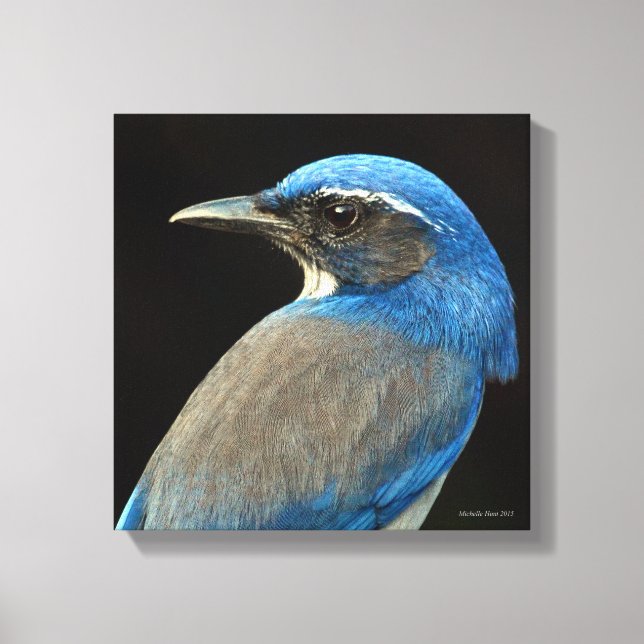 Lienzo Western Scrub Jay (Anverso)