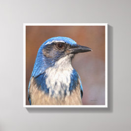 Lienzo Western Scrub Jay