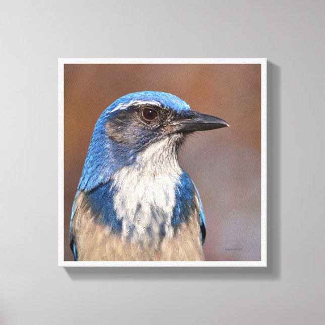 Lienzo Western Scrub Jay (Anverso)