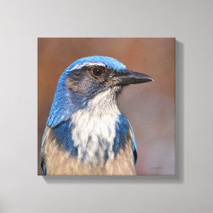 Lienzo Western Scrub Jay
