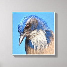 Lienzo Western Scrub Jay