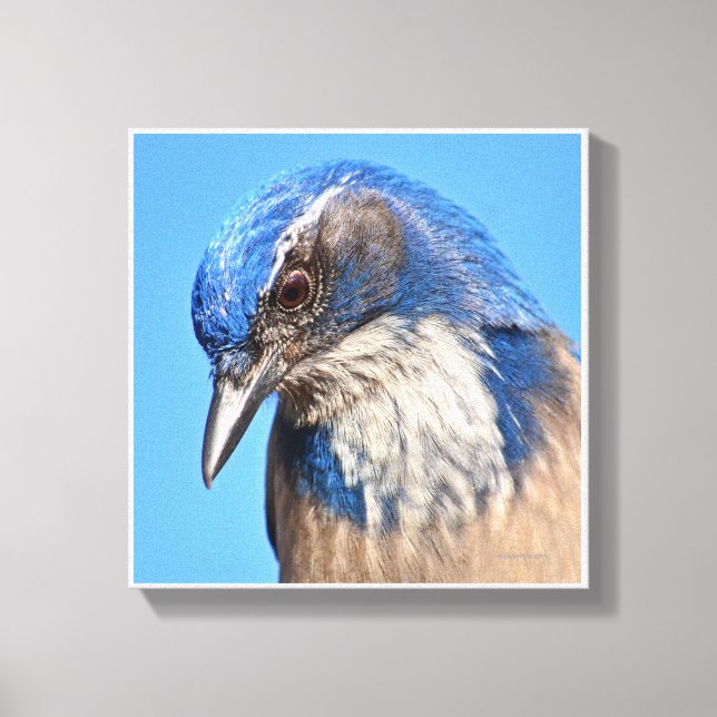 Lienzo Western Scrub Jay (Anverso)