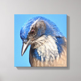 Lienzo Western Scrub Jay