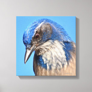 Lienzo Western Scrub Jay