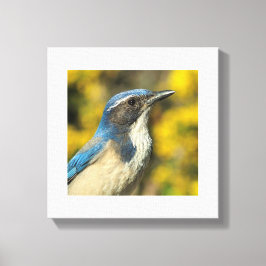 Lienzo Western Scrub Jay