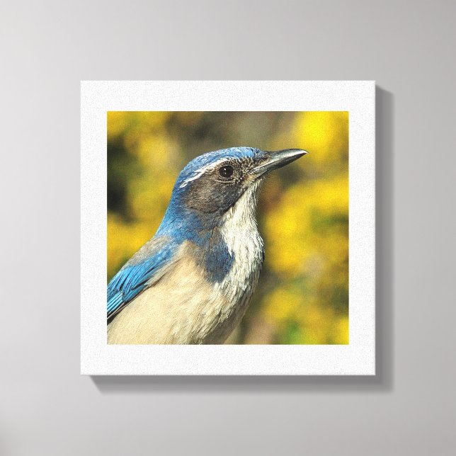 Lienzo Western Scrub Jay (Anverso)