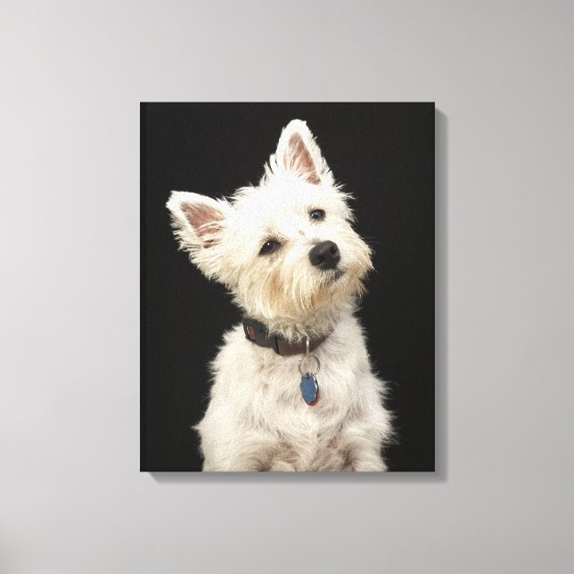 Lienzo Westie | West Highland Terrier (Anverso)