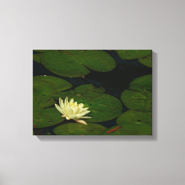 Lienzo White Waterlily I Fotografía Floral Pacífica (Anverso)