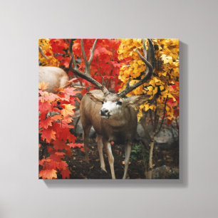 Lienzo Whitetail En Otoño