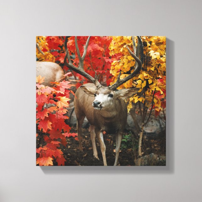 Lienzo Whitetail En Otoño (Anverso)