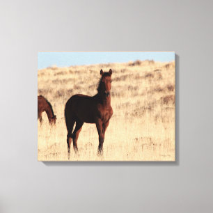 Lienzo Wild Colt Canvas